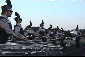 Video Clip
